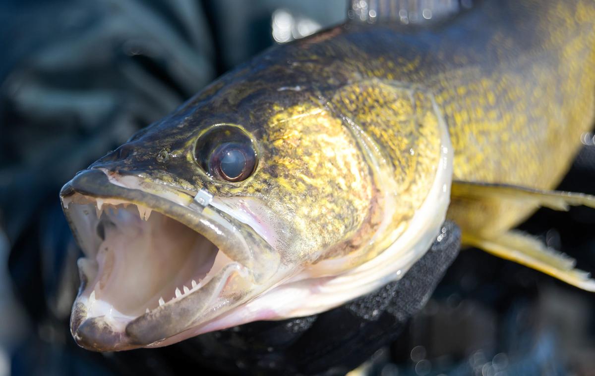 Officials studying walleye in two popular North Dakota lakes | Outdoors ...