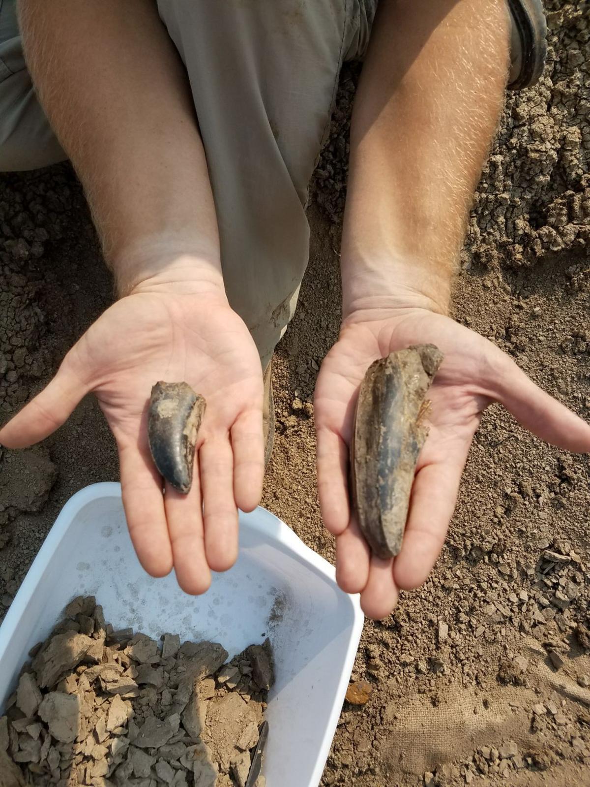 T. rex teeth found near Bismarck set state record | State & Regional | bismarcktribune.com