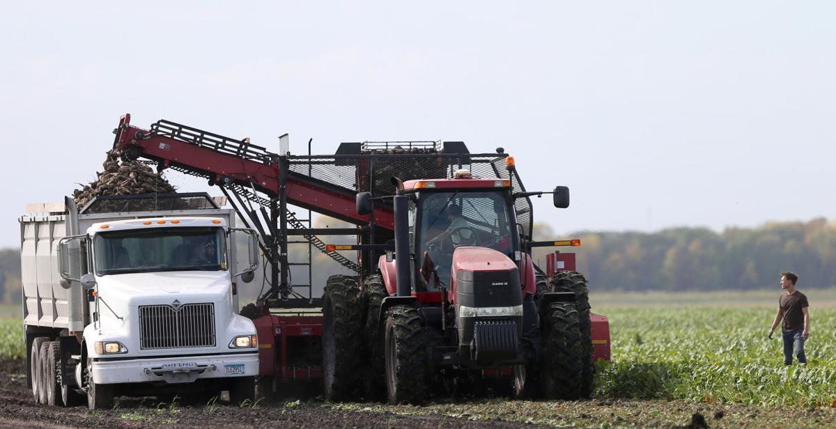Yields Sugar Content Look Good As Beet Harvest Kicks Off In Red River Valley State Regional Bismarcktribune Com