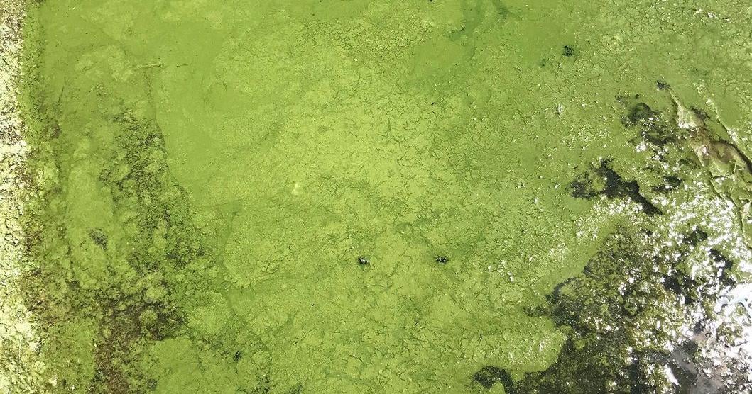 Blue-green algae detected at Lake Brekken in McLean County