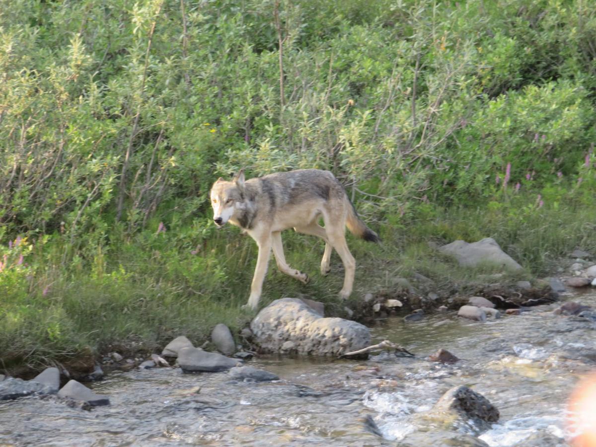 Wolves in Denali