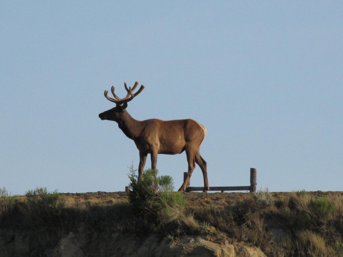 Magestic Elk