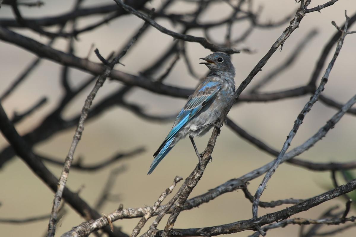 Summer Mountain Bluebird