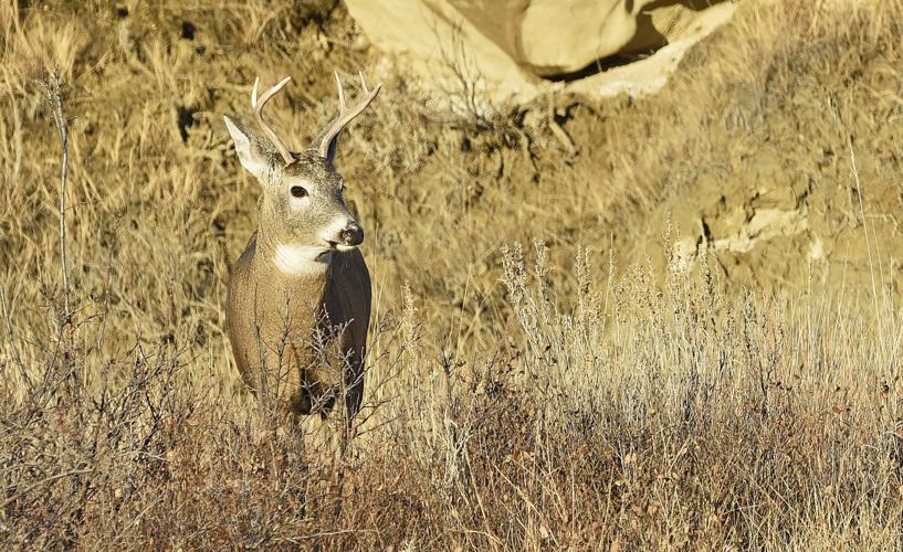 Doug Leier Painting the picture of North Dakota deer hunting