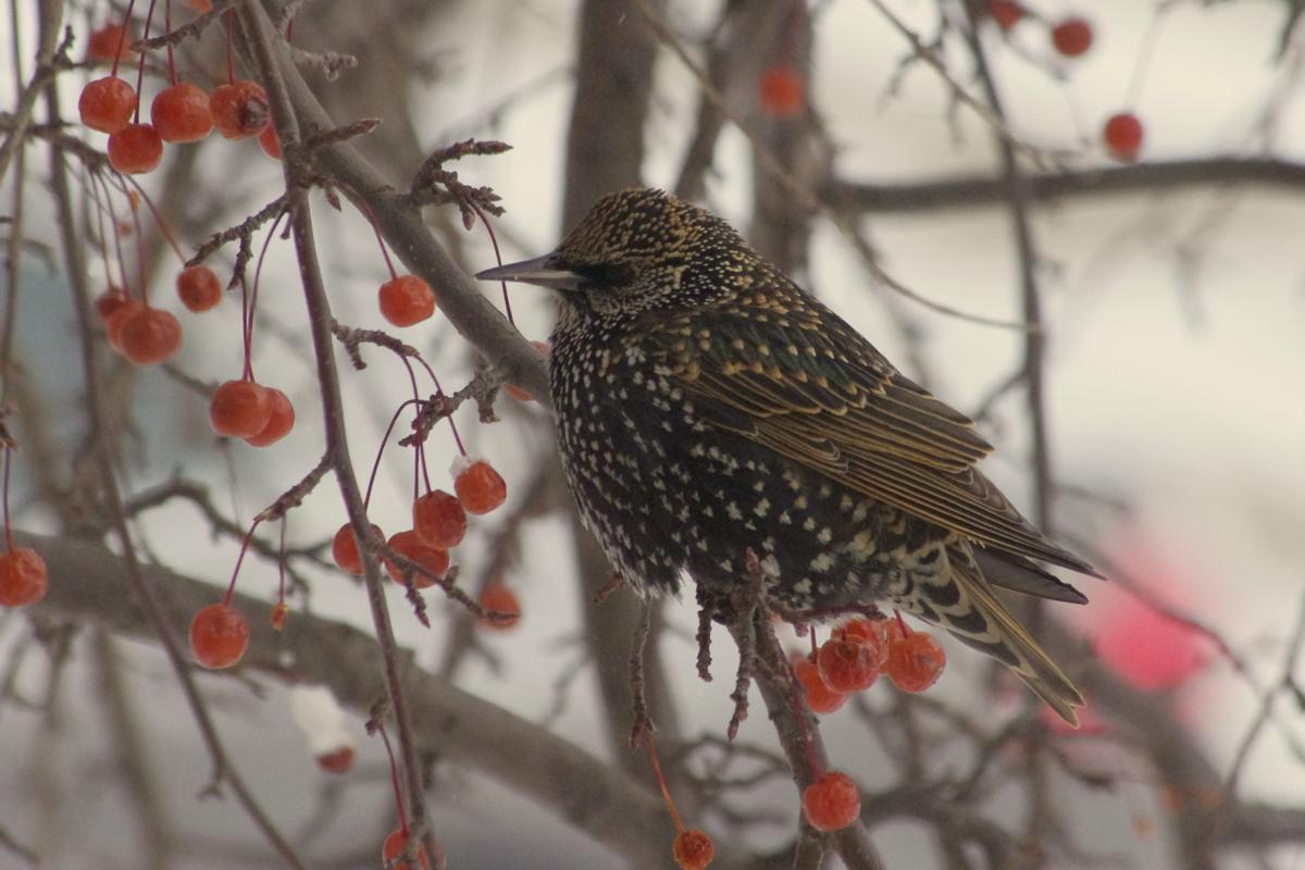 Starling