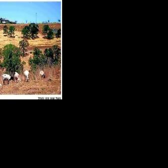 Wage law threatens California goat grazing