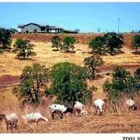 Wage law threatens California goat grazing