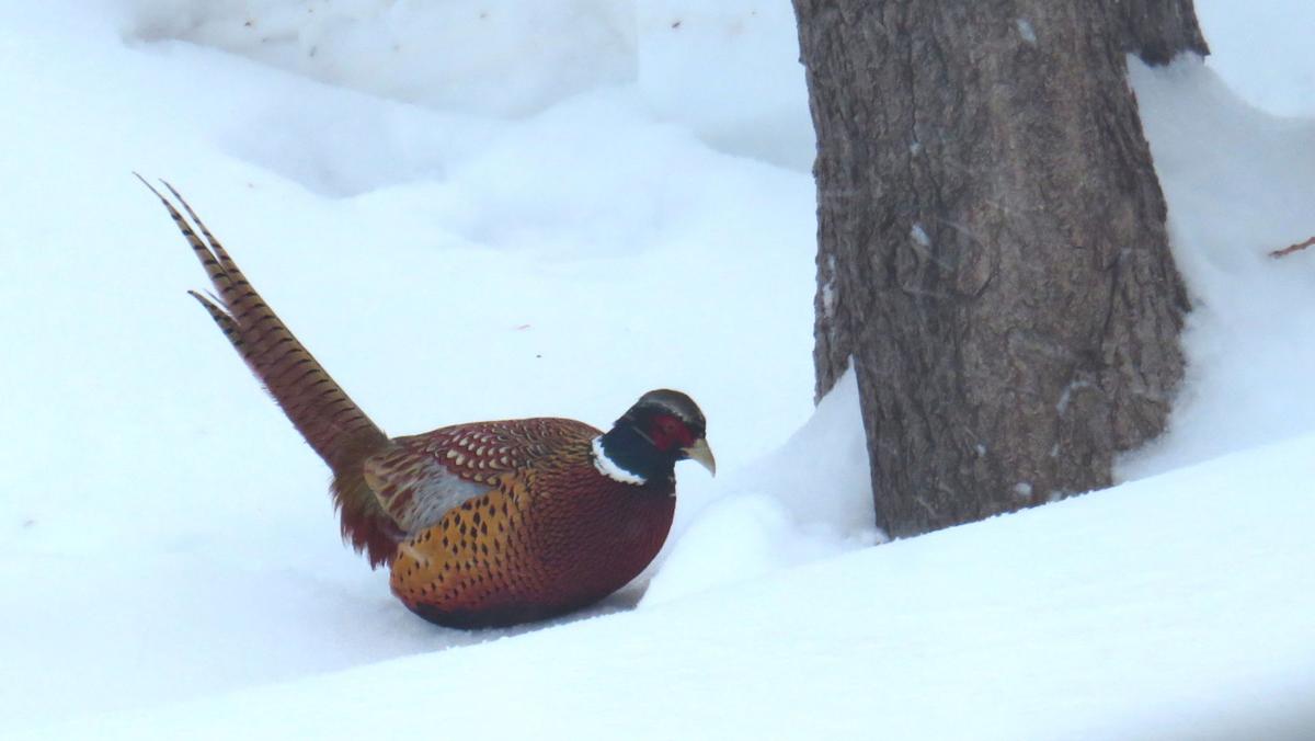Pheasant Phil