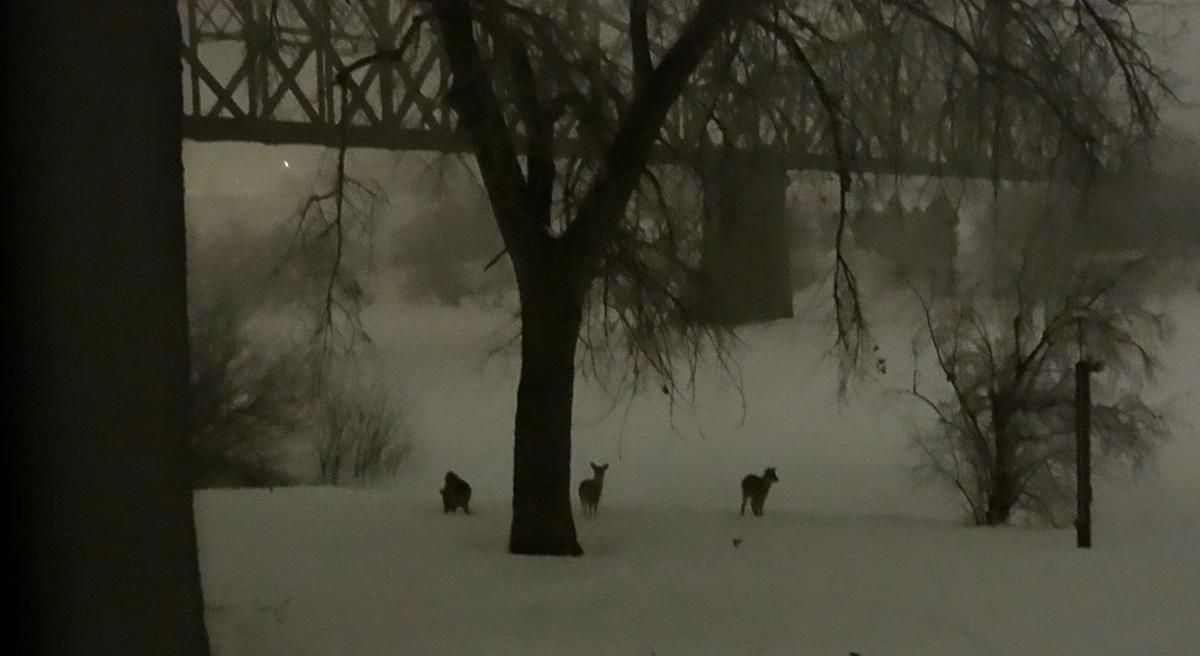Whitetails on a foggy winter night
