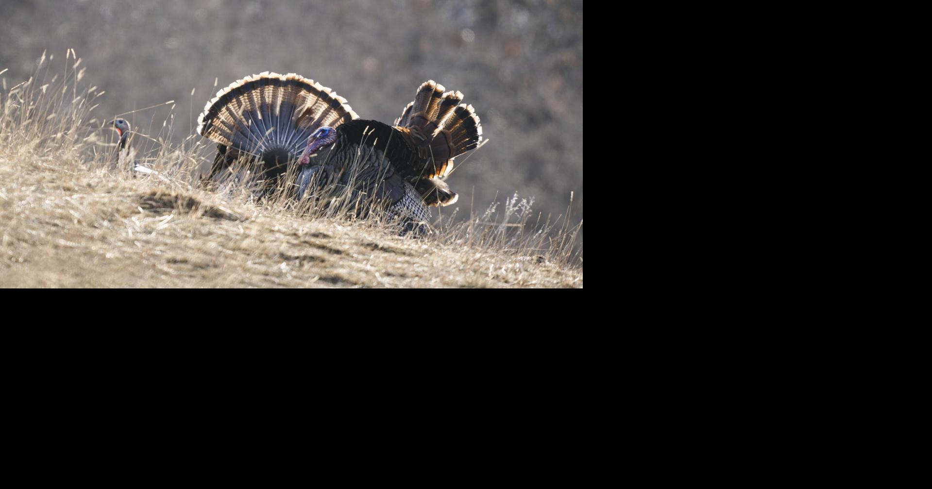 Almost 800 fall turkey hunting licenses still available in North Dakota