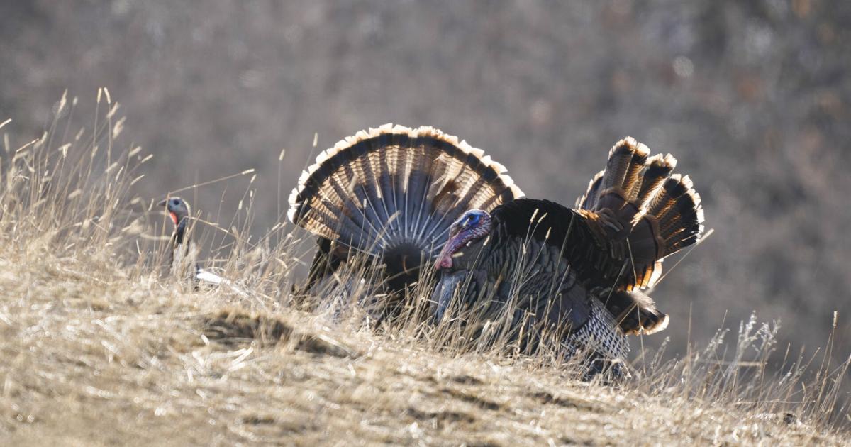 Almost 800 fall turkey hunting licenses still available in North Dakota Almost 800 fall turkey hunting licenses still available in North Dakota