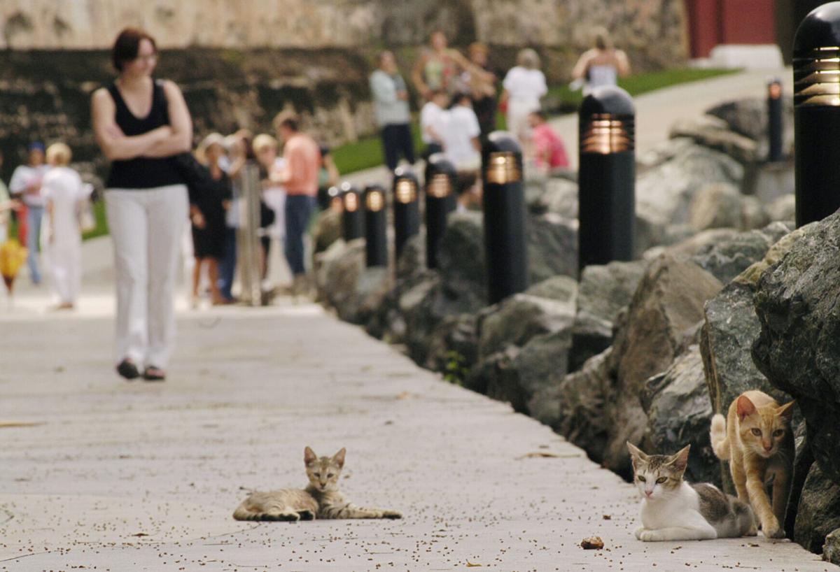 Stray cats will be removed from historic Puerto Rico fort