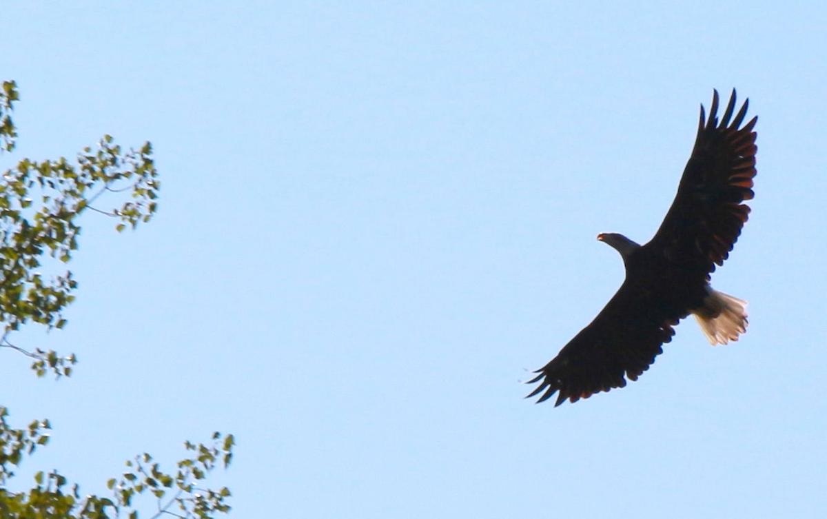 In Flight