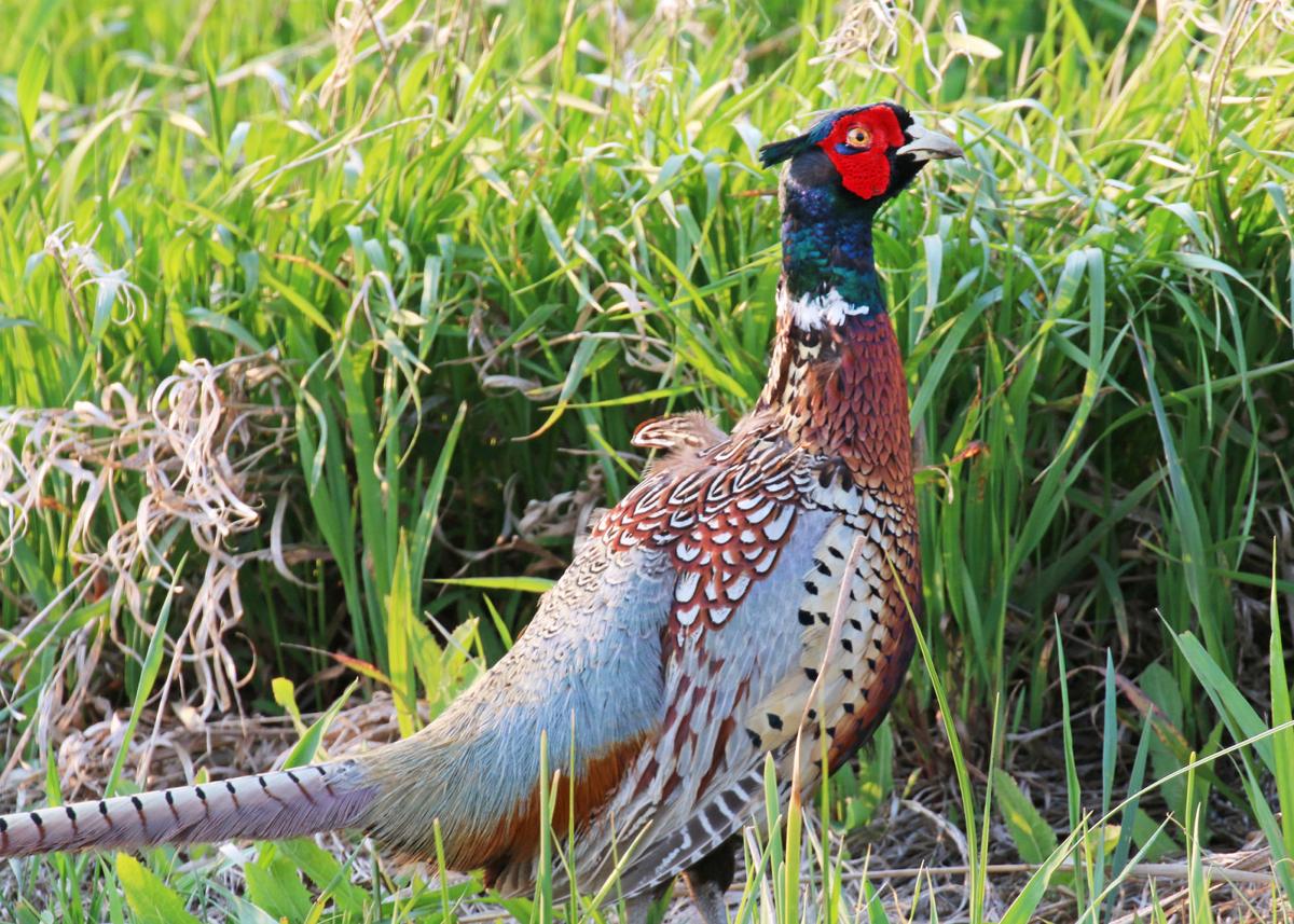 2019 Pheasant Season In North Dakota Was The Worst This Century State Regional Bismarcktribune Com