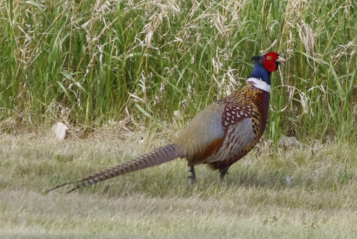 Spring pheasant count in North Dakota provides optimism after dismal fall