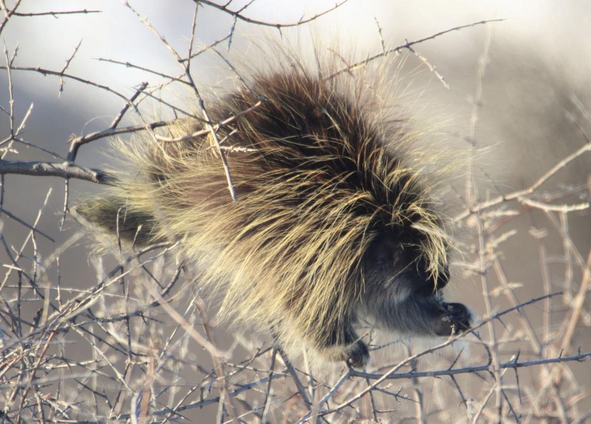 A Lot of Quills