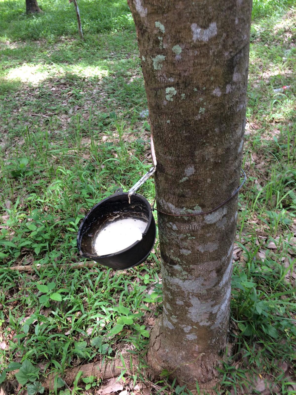 Rubber Tree