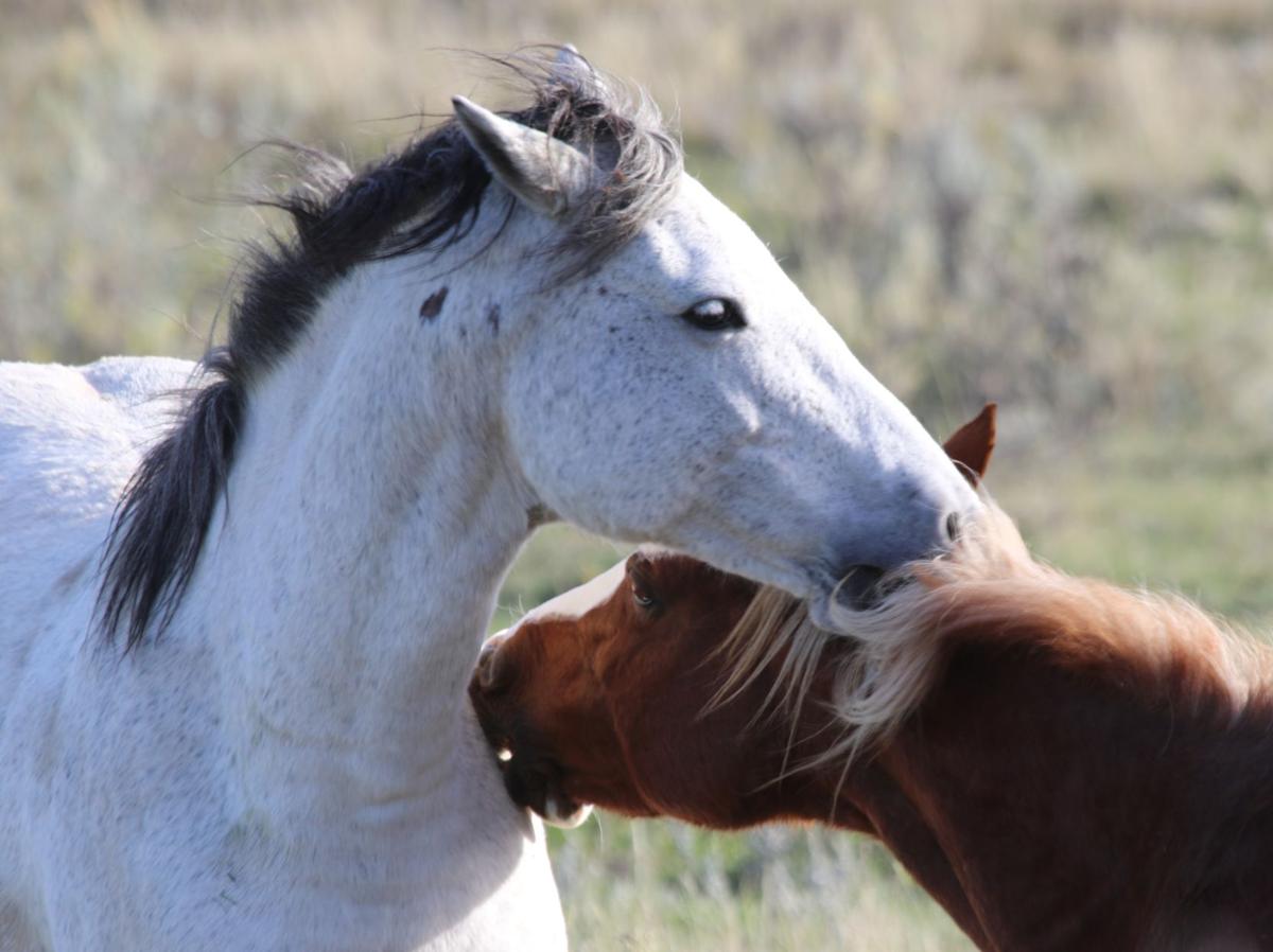 Horsing Around