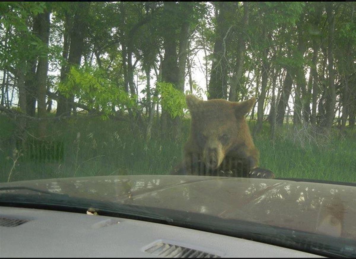 Bear wandering through Michigan, North Dakota, is the talk of the town