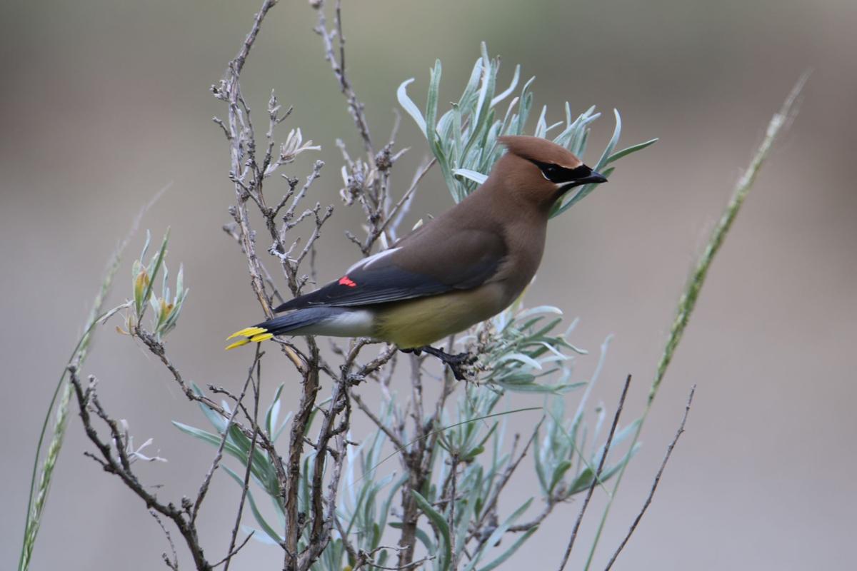 Bohemian Waxwing