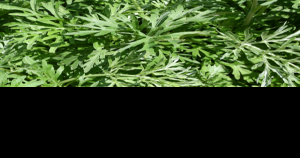 Burleigh County Commission takes over weed board duties, seeks applicants - Vimarsana News