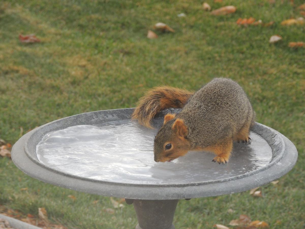 Thirsty Squirrel
