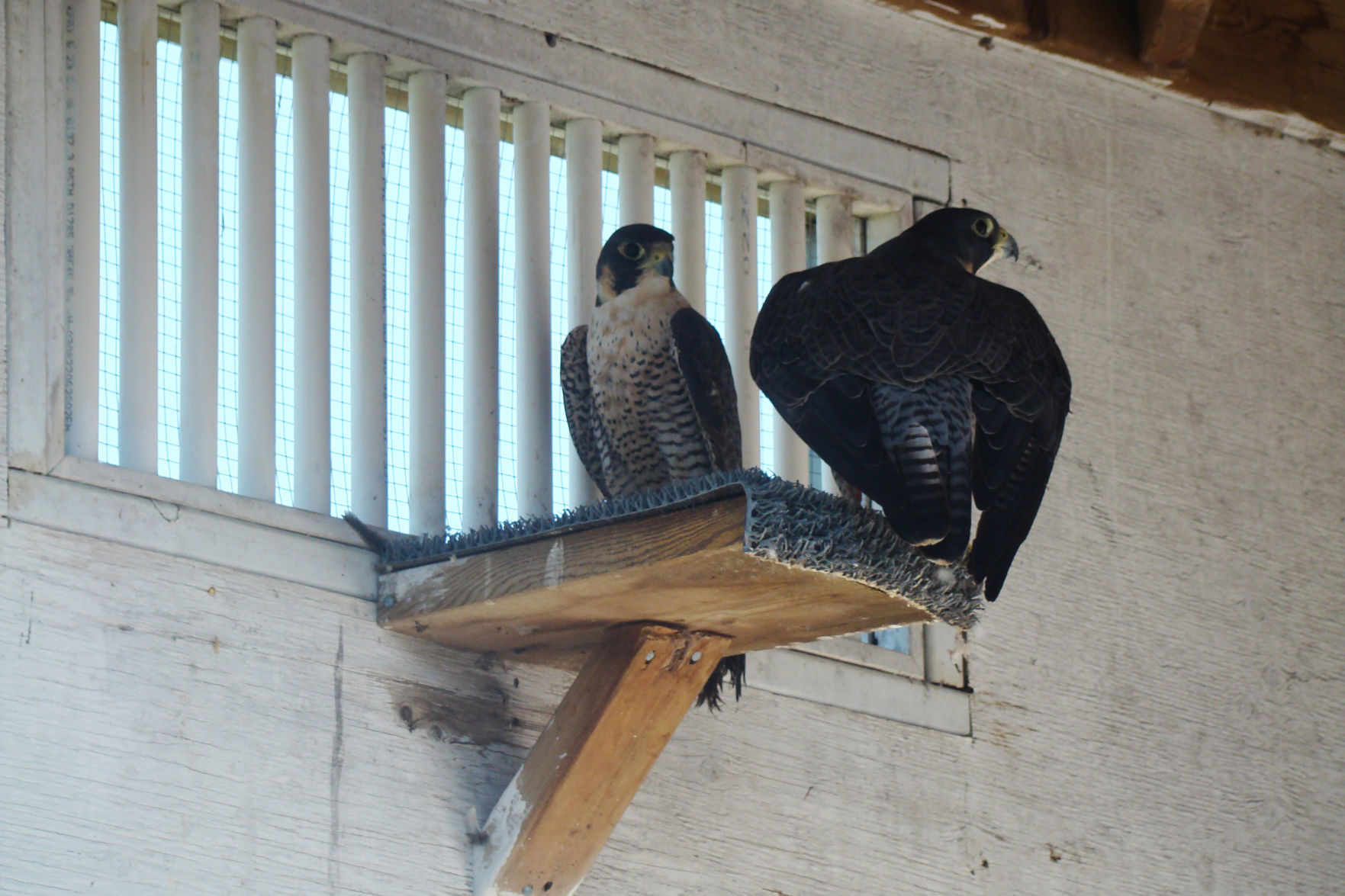 A Place For Peregrines: Parkland Mews Near Winnipeg Puts Focus On ...