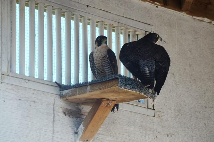 A place for peregrines: Parkland Mews near Winnipeg puts focus on falconry  to promote continued recovery of peregrine falcons