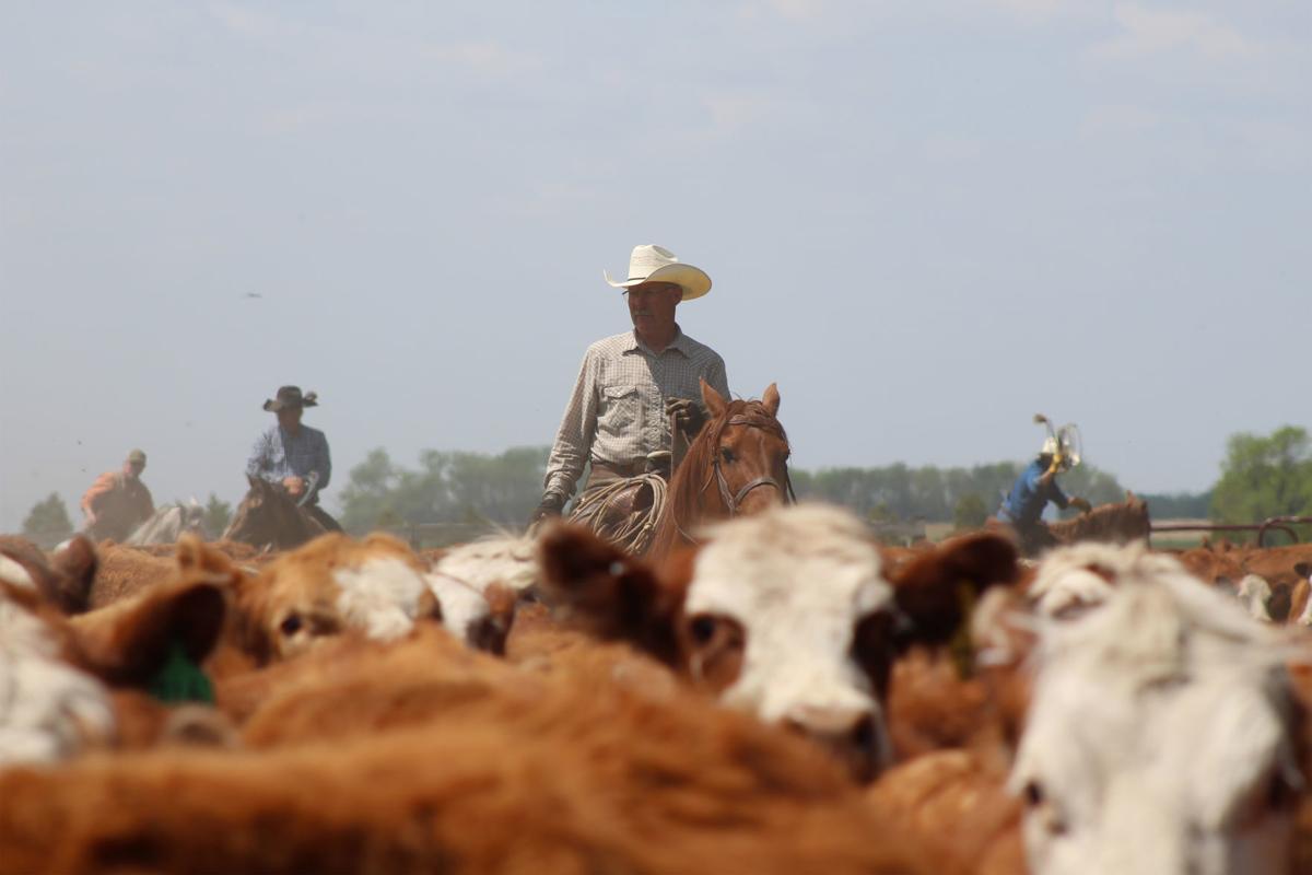 Cattle producers adapting, watching markets amid coronavirus pandemic