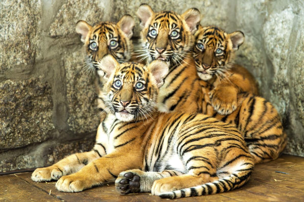 Poland zoo celebrates Sumatran tiger cubs