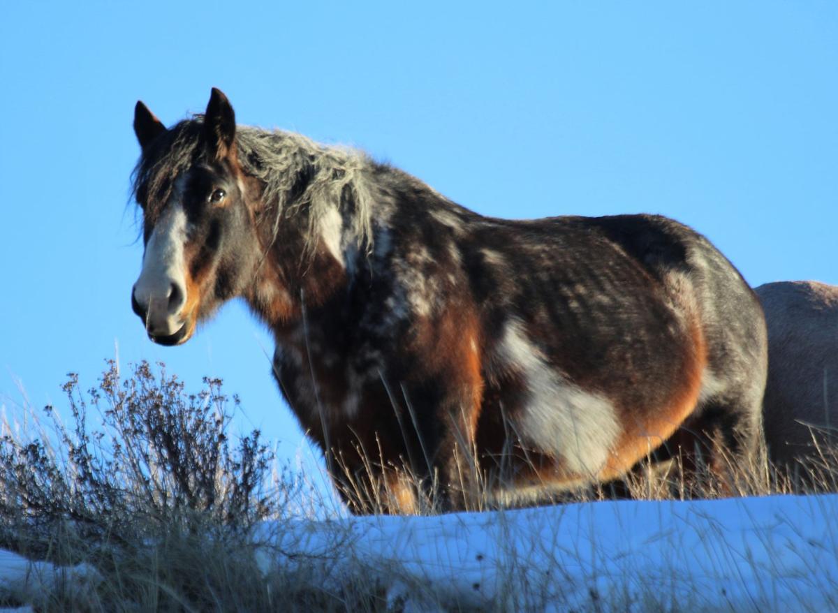 A Colorful Wild Horse