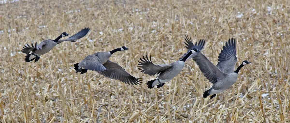 North Dakota waterfowl hunting season gets underway; good conditions