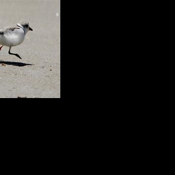 Corps to spray Missouri River sandbars this month