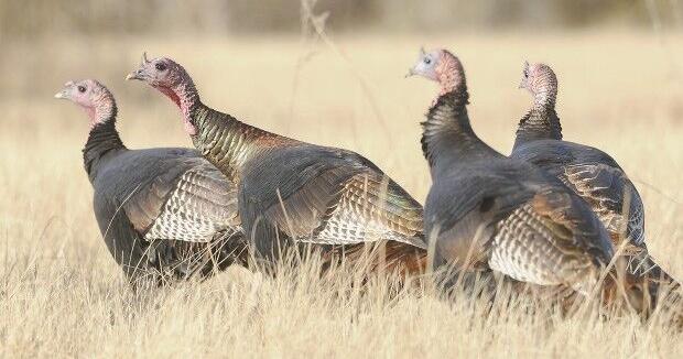 North Dakota fall turkey season set