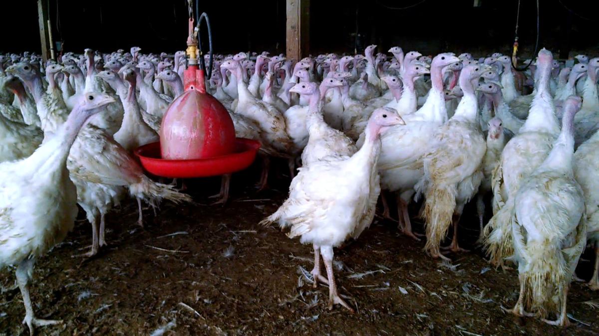 Meet New Turkey Farmers In The Us S Largest Turkey Producing