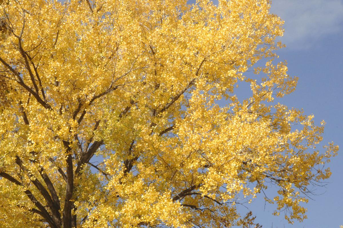 autumn-trail