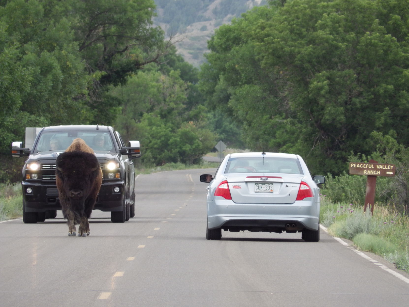 Bison injures visitor at North Dakota national park hq nude picture
