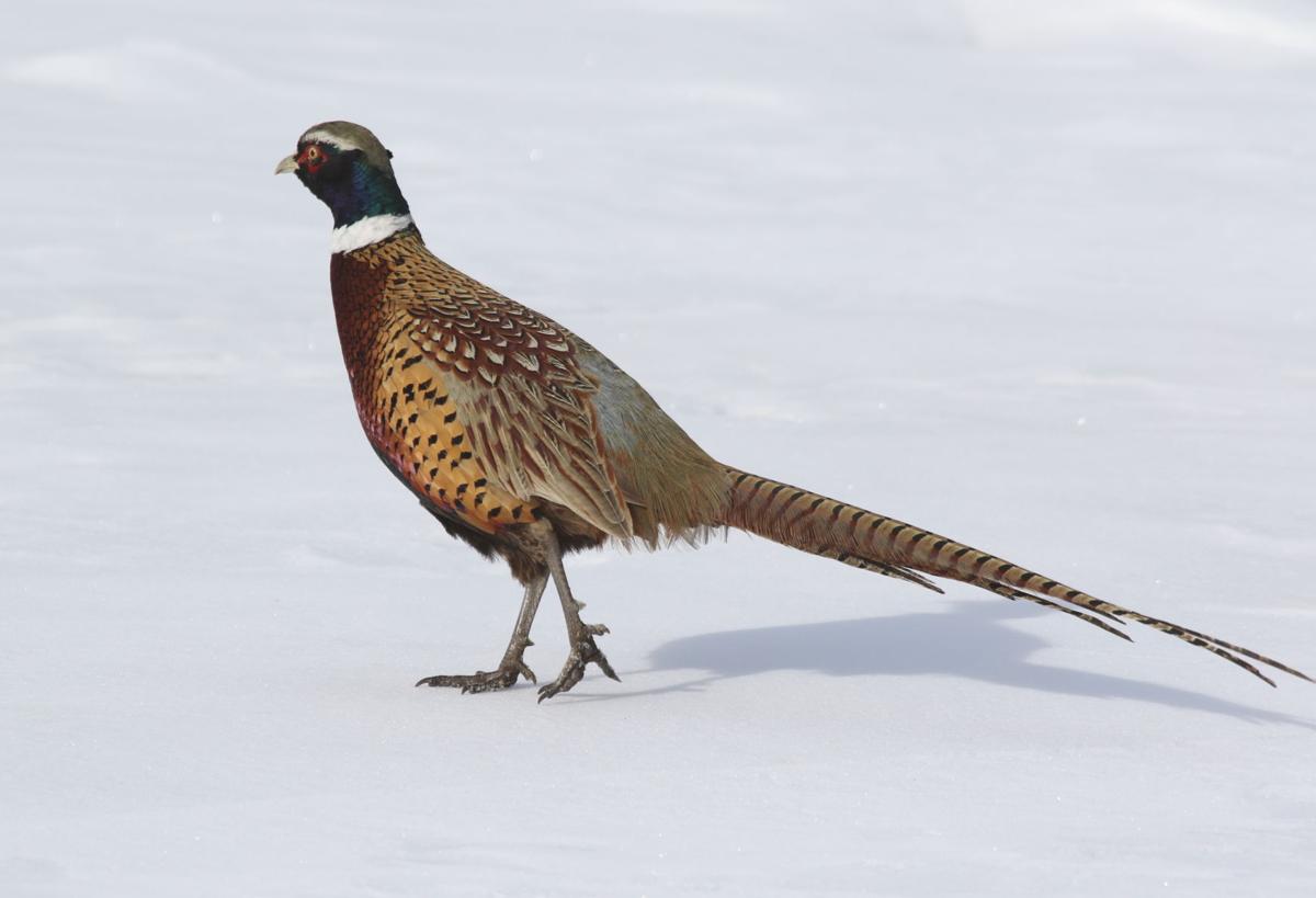 Long Tail Feathers