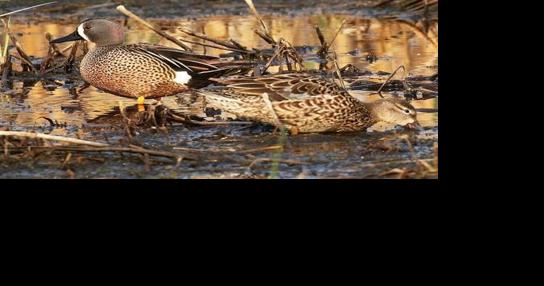Waterfowl hunting season getting underway in North Dakota this weekend - Vimarsana News
