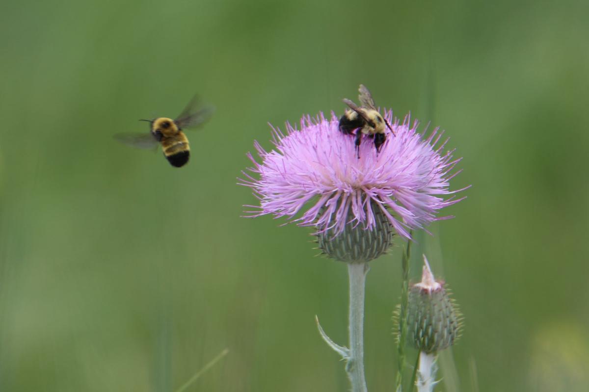 Bees