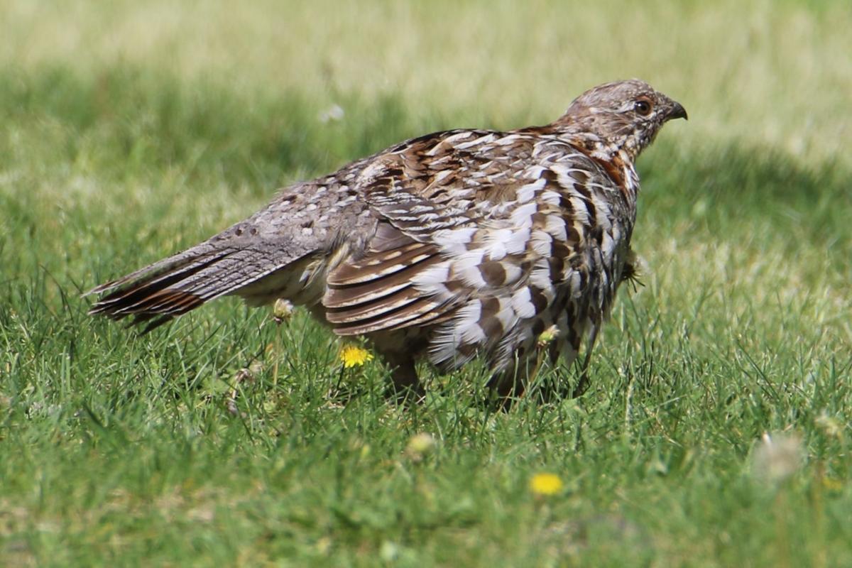 Ruffed Grouse