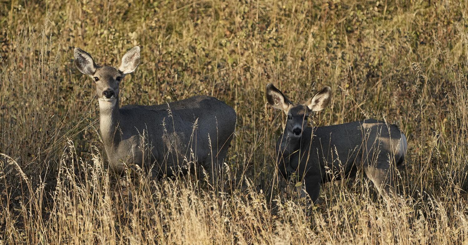Doug Leier: Framework for 2024 deer gun season set - Vimarsana News