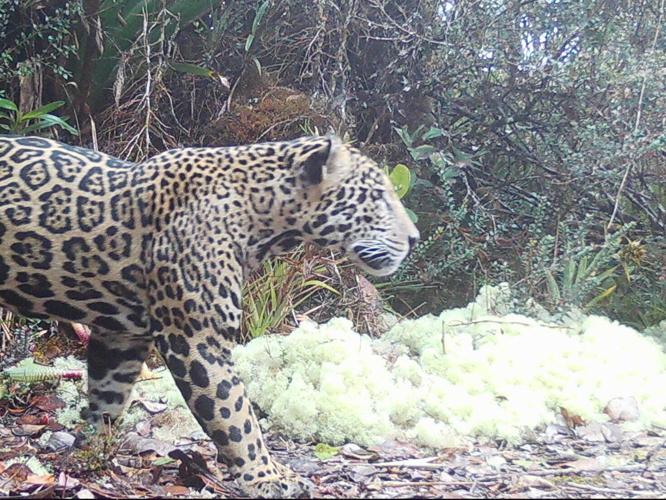 cloudjaguar_featured