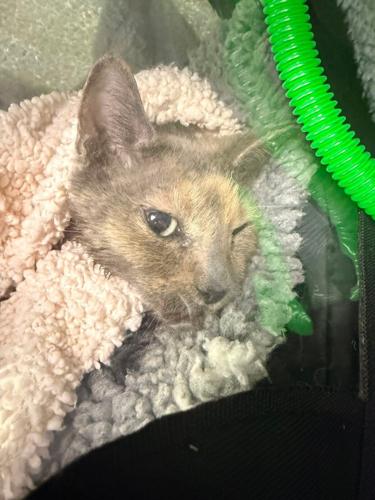 Cat survives being trapped in car engine for eight hours thanks to heating system