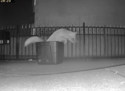 Adorable fox cubs reunited with mum after falling out of electric car’s engine