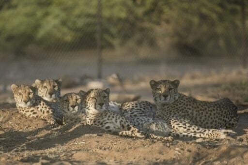 The long, slender, spotted felines yawn, stretch, and purr loudly as the staff approach the vast, highly protected complex run by Cheetah Conservation Fund (CCF) in the Geed-Deeble savannah of Somaliland