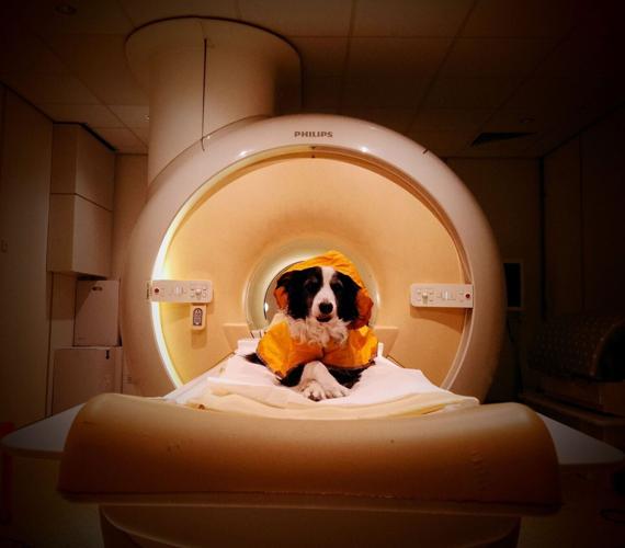 Dogs really can distinguish between human fear and sadness, reveals new research