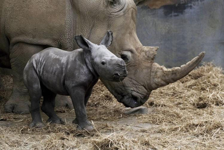 Baby White Rhino born at wildlife park with ‘extremely rare’ birth caught on film