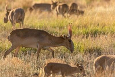 Kazakhstan to allow hunting once endangered antelopes