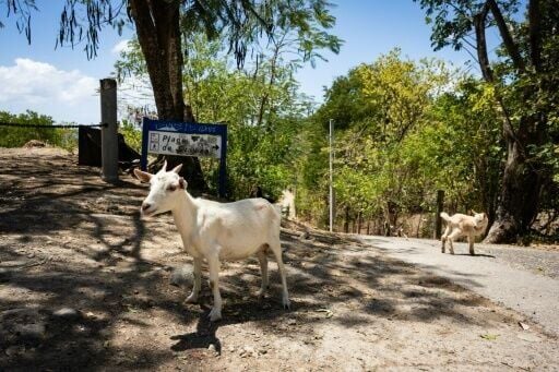 The goat population on the Caribbean island could be confined to grazing areas